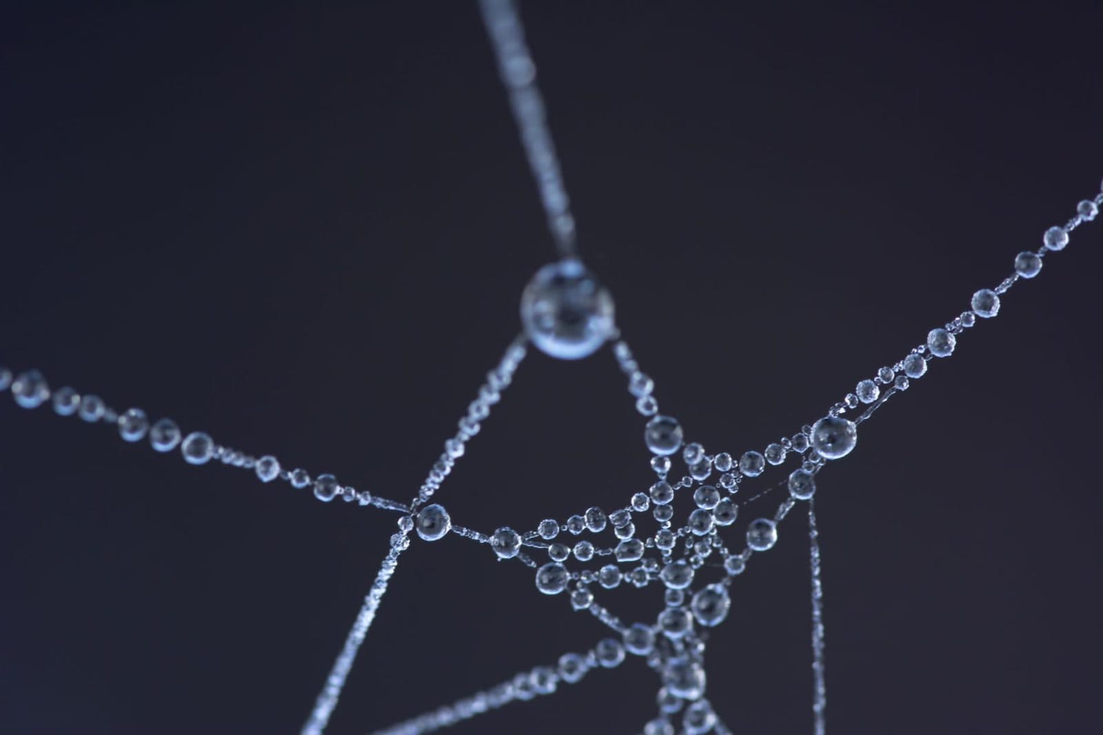 A radiant mycelial web of interconnected bioregional nodes