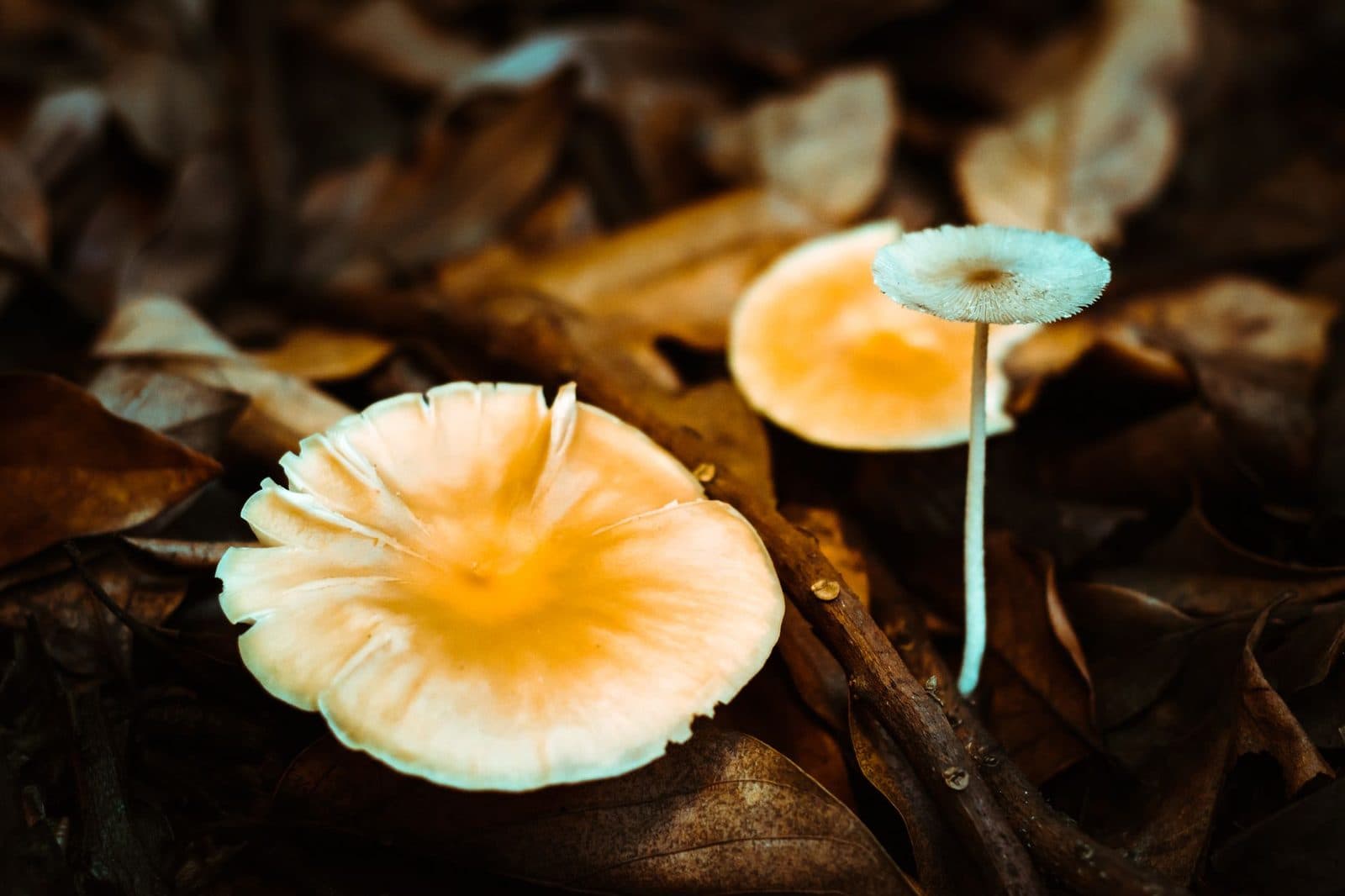 Bioregional Intelligence